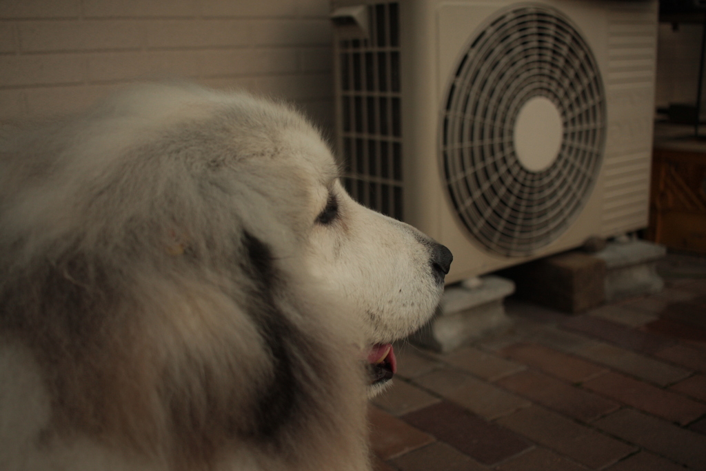 日曜のココちゃん