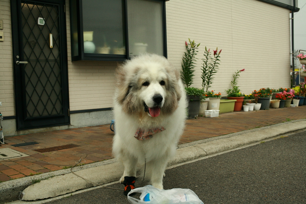 おやつ煮干しを持ってたらデレデレのココ様