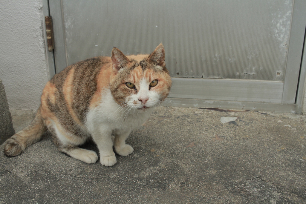 ミケさんも老けたな