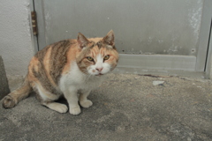 ミケさんも老けたな