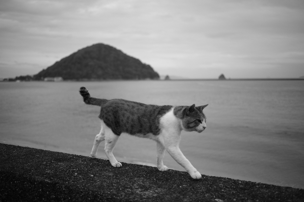 今日もトム君は元気