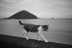 今日もトム君は元気