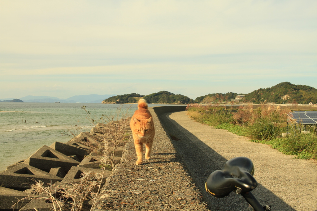 やってくるまるちゃん
