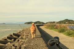 やってくるまるちゃん