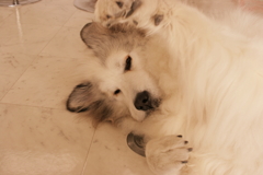 Eos20Dの特性を生かしてフィルム風仕上げ　２