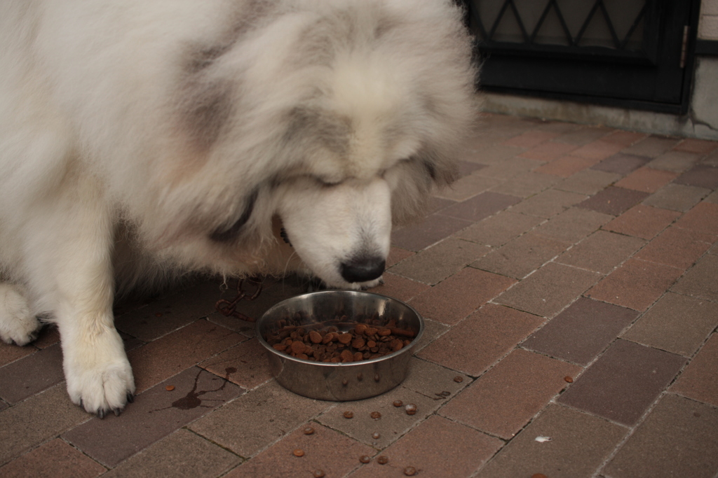 夕ご飯のココちゃん