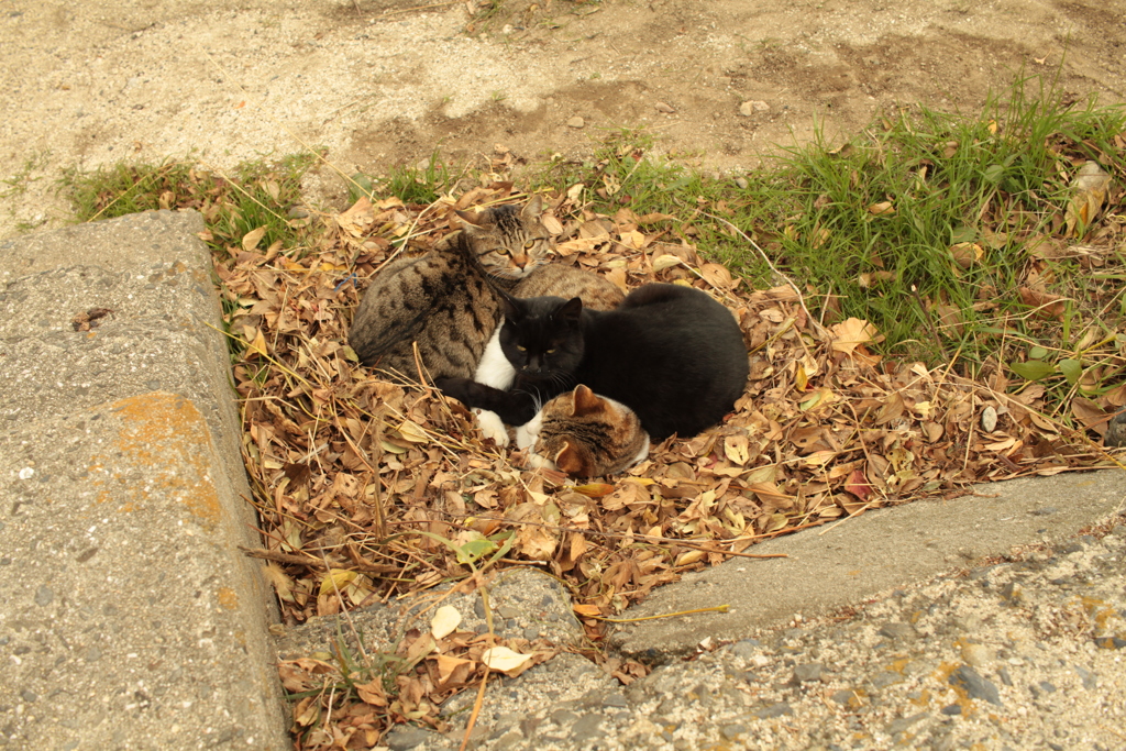 猫団子　寒い寒い