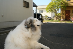 カイカイしてるココさん