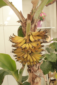 ココさん所のバナナ