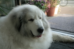 土曜日、まったりお店番してるココさん