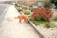 一人で散歩してるみゅうちゃん