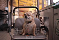 スーパーに来てたむさし君