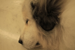 耳は黒いココさん