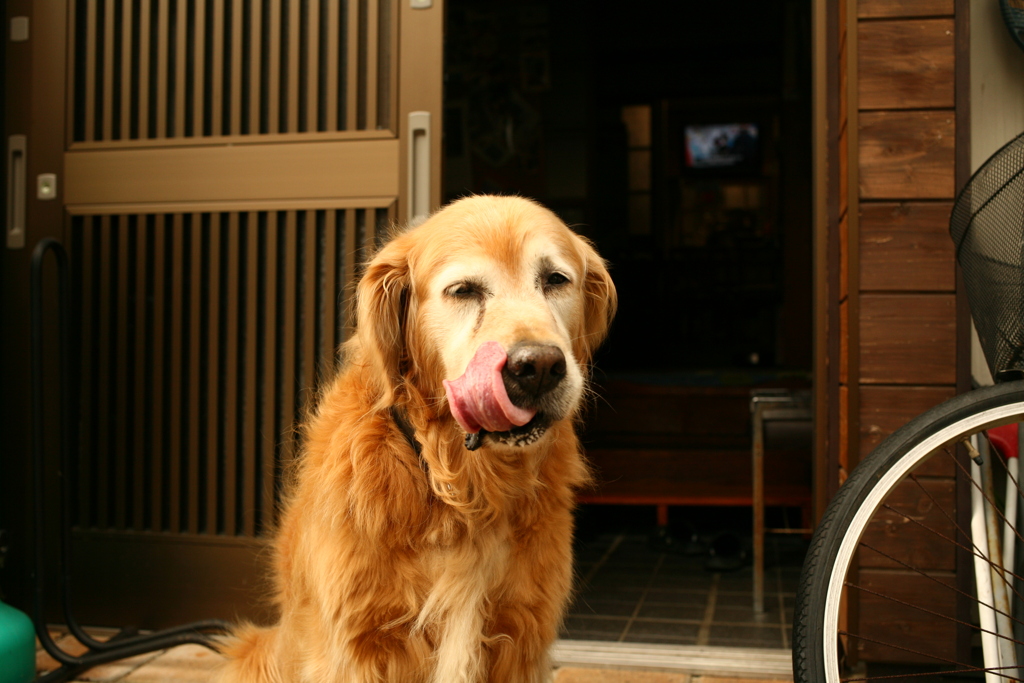 お腹いっぱいのみゅうちゃん