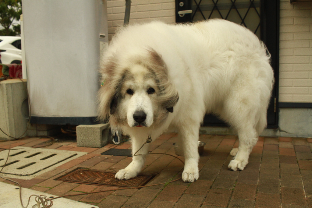 番犬してるココさん