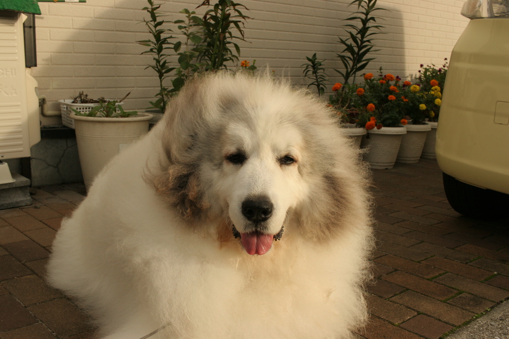 モフモフのココさん