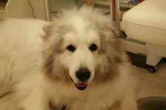 トラウマが完治はしてないけど表情は柔らかくなってるココさん