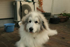 今日もココさんは元気、私は風邪ひいた