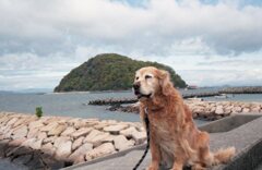 EosKiss3にて今朝　FujiC200