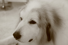 今日も美ワンコなココ様