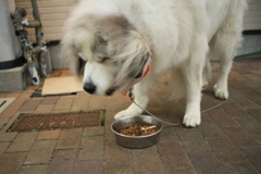 いっぱい食べるココ様