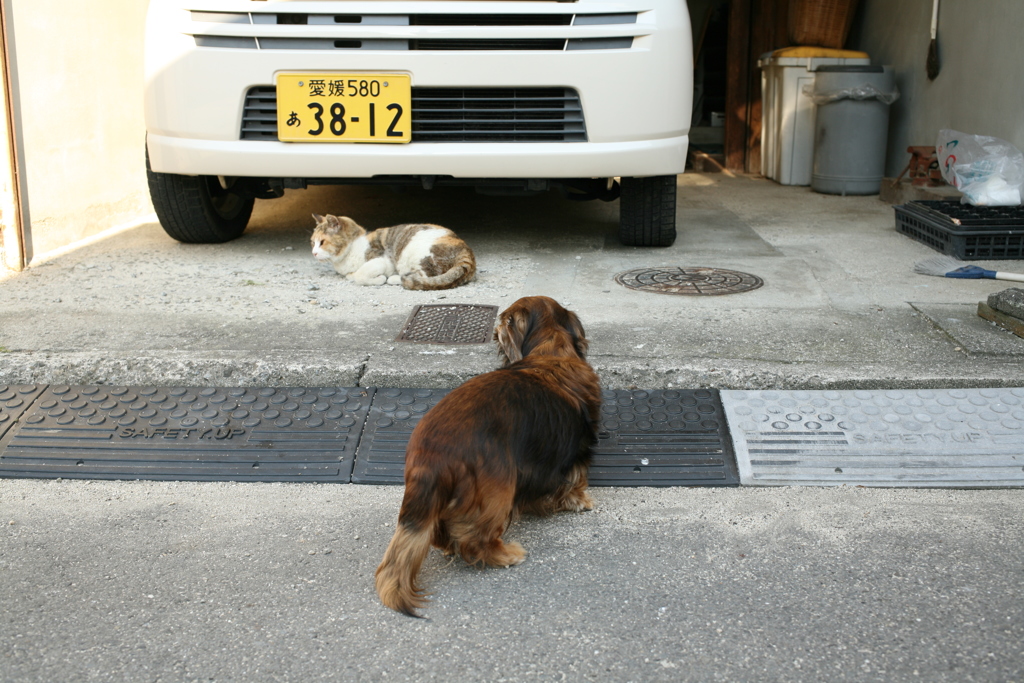 カボちゃんとミケさん