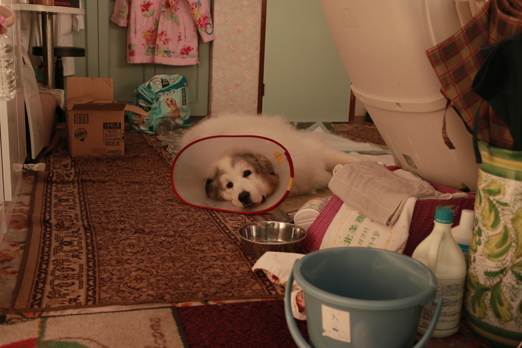 ココさん、エリザベスカラー取れるの3週間くらいかかるとのこと