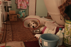 ココさん、エリザベスカラー取れるの3週間くらいかかるとのこと