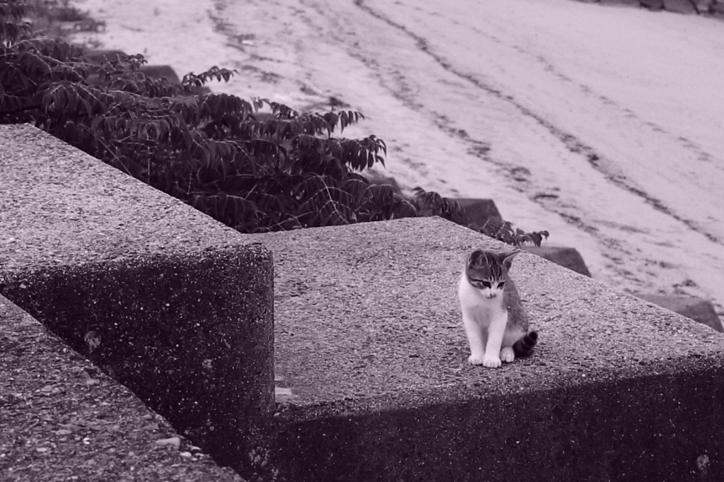 子猫