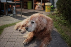 お宿番してるみゅうちゃん