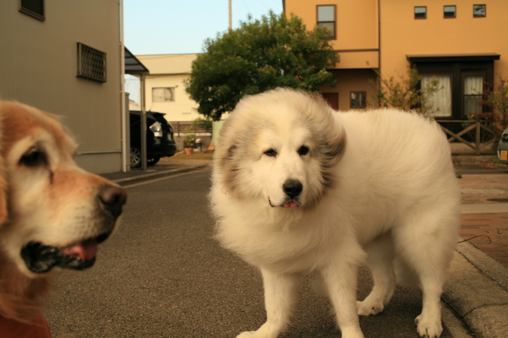 ココ様とみゅうちゃん