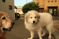 ココ様とみゅうちゃん