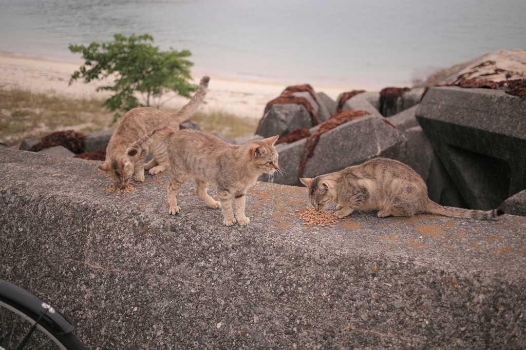 ニャンコ大集合