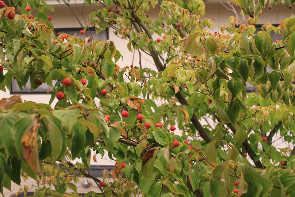 庭のヤマボウシに実がついた