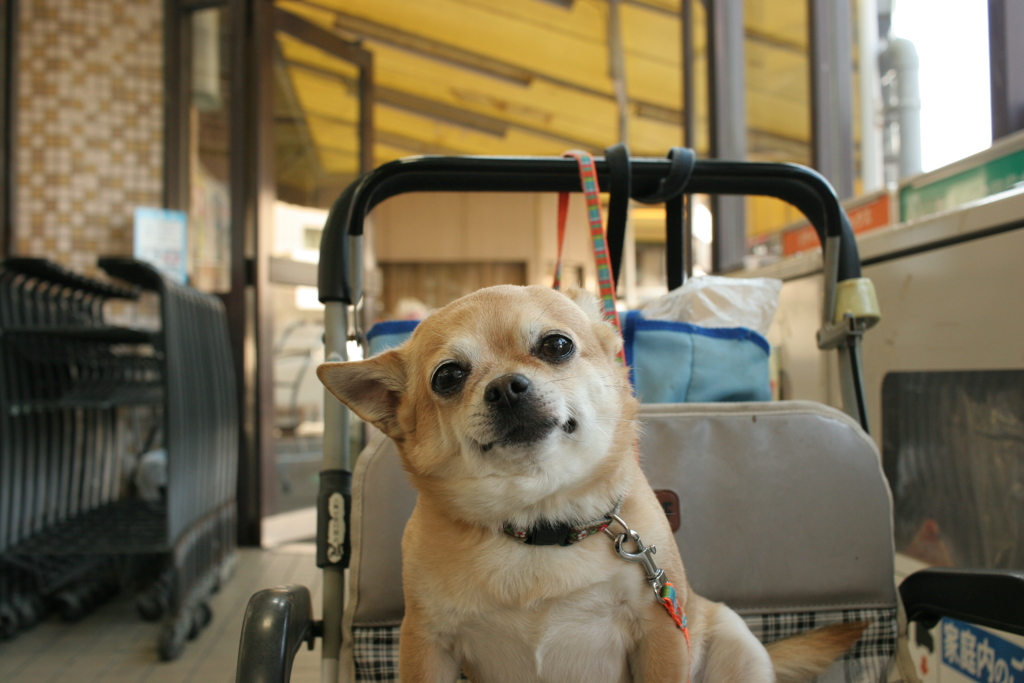 スーパーに来てたむさし君