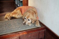 宿でお客さんを待つみゅうちゃん