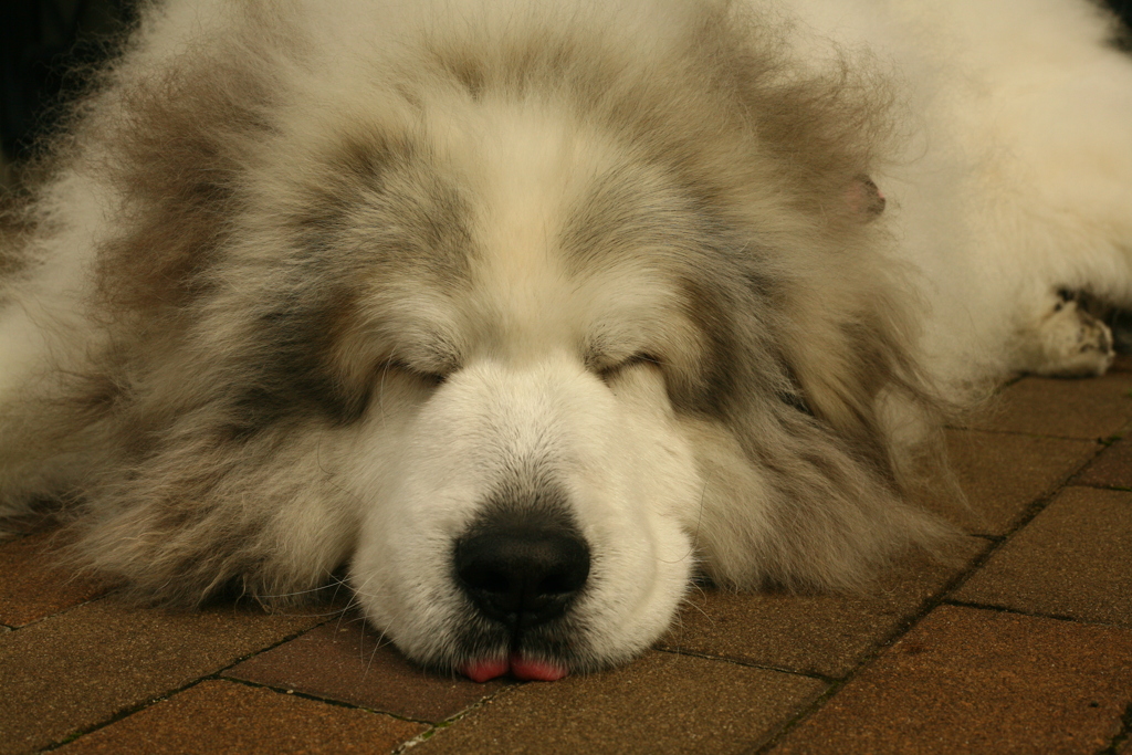 お昼、番犬してるココちゃま