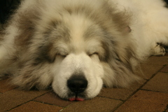 お昼、番犬してるココちゃま