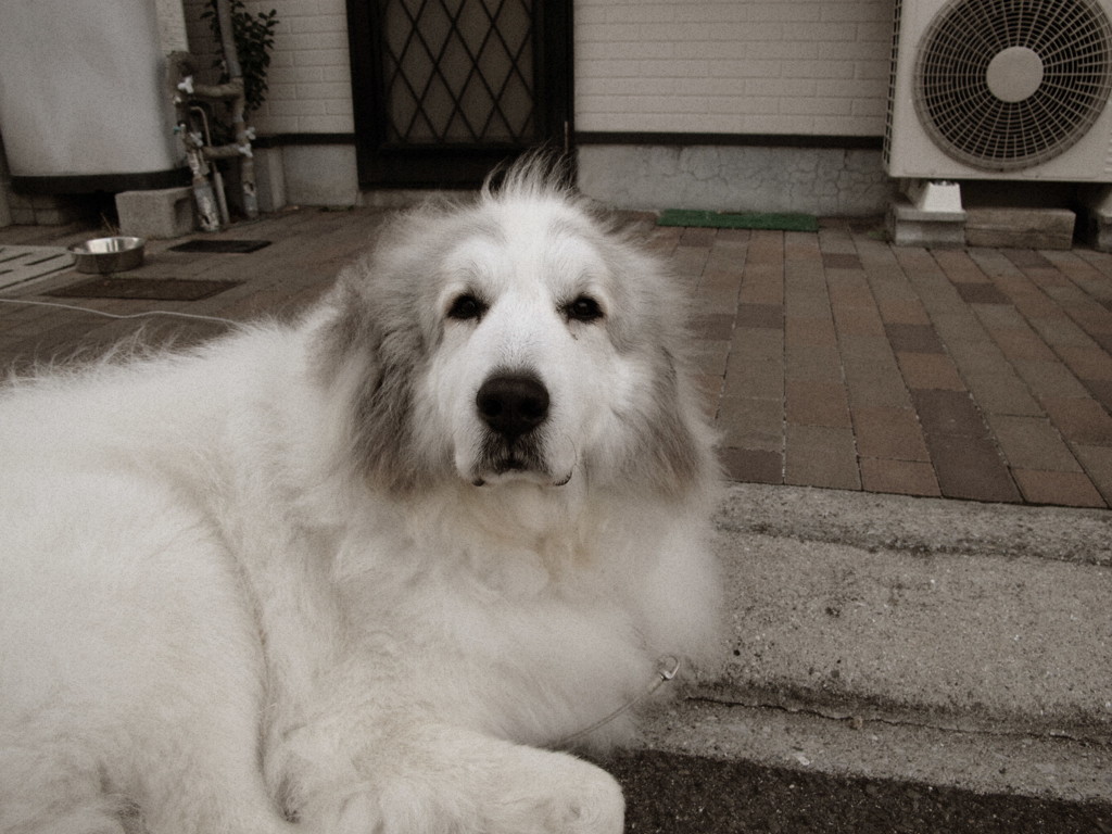 朝＠2017-11-25　土曜