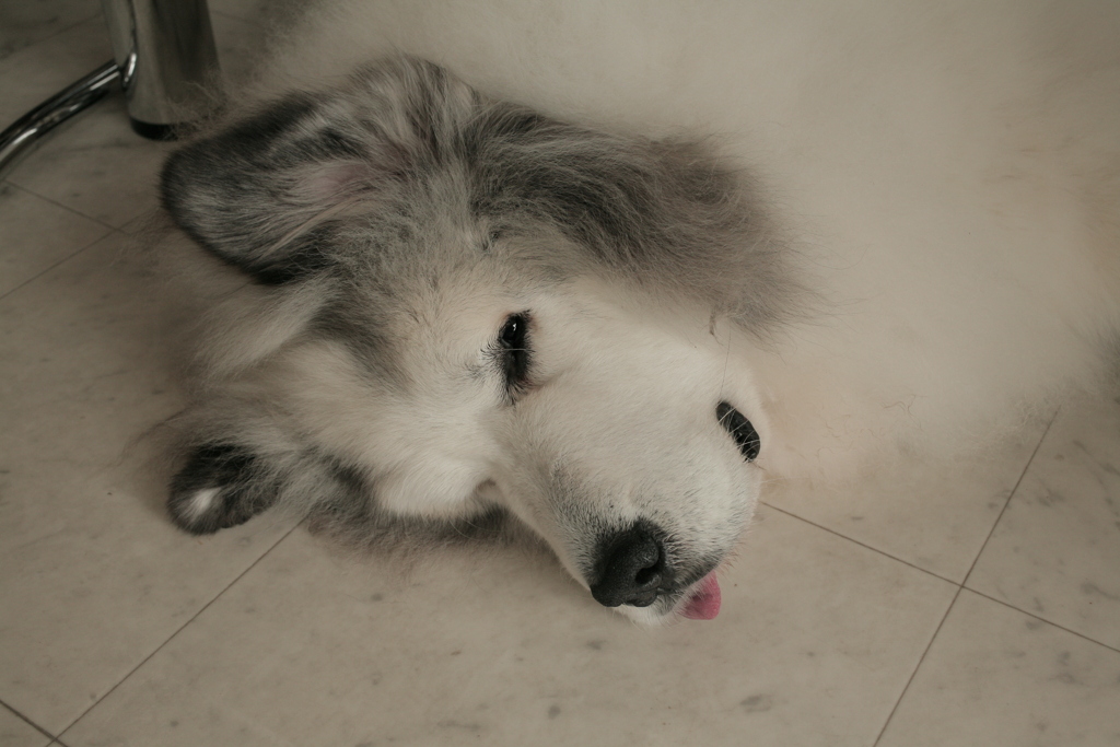 お昼寝してるココ様