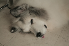 お昼寝してるココ様