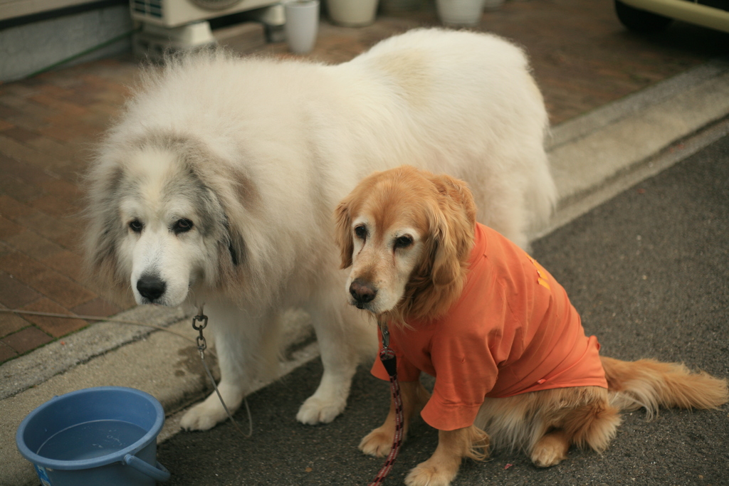 ココちゃんとみゅうちゃん