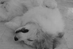 2017-02-13 夕　１０