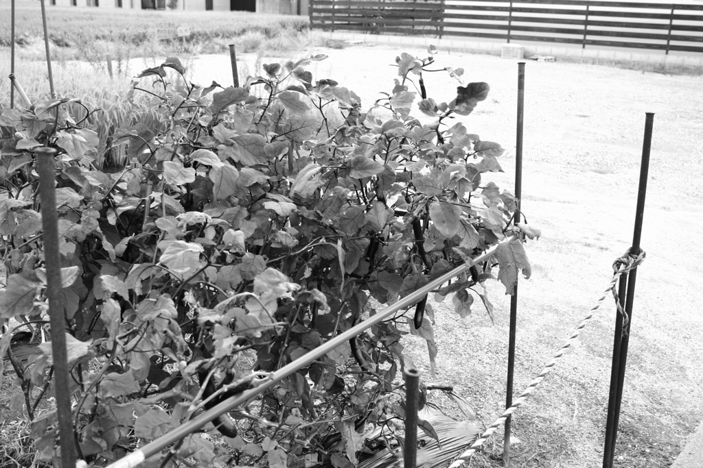 飽き飽きしてきたらモノクロにするのがいい!(^^)!