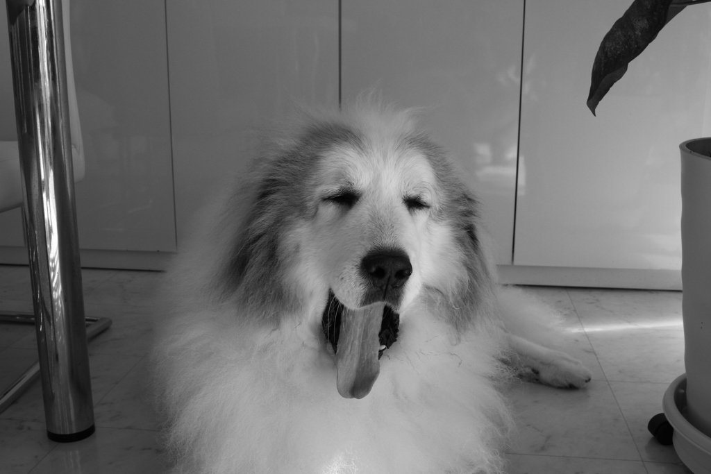 お昼もお店番してるココ様