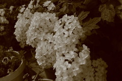 ココさん所のアジサイ