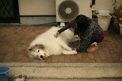 ブラッシングされてるココ様