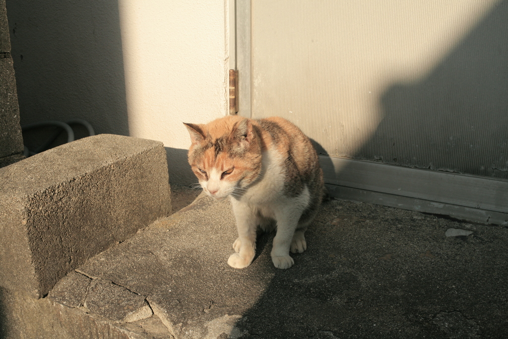 カボちゃんも死んじゃったし、ミケさんも老けてきたな