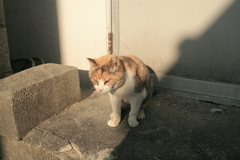 カボちゃんも死んじゃったし、ミケさんも老けてきたな