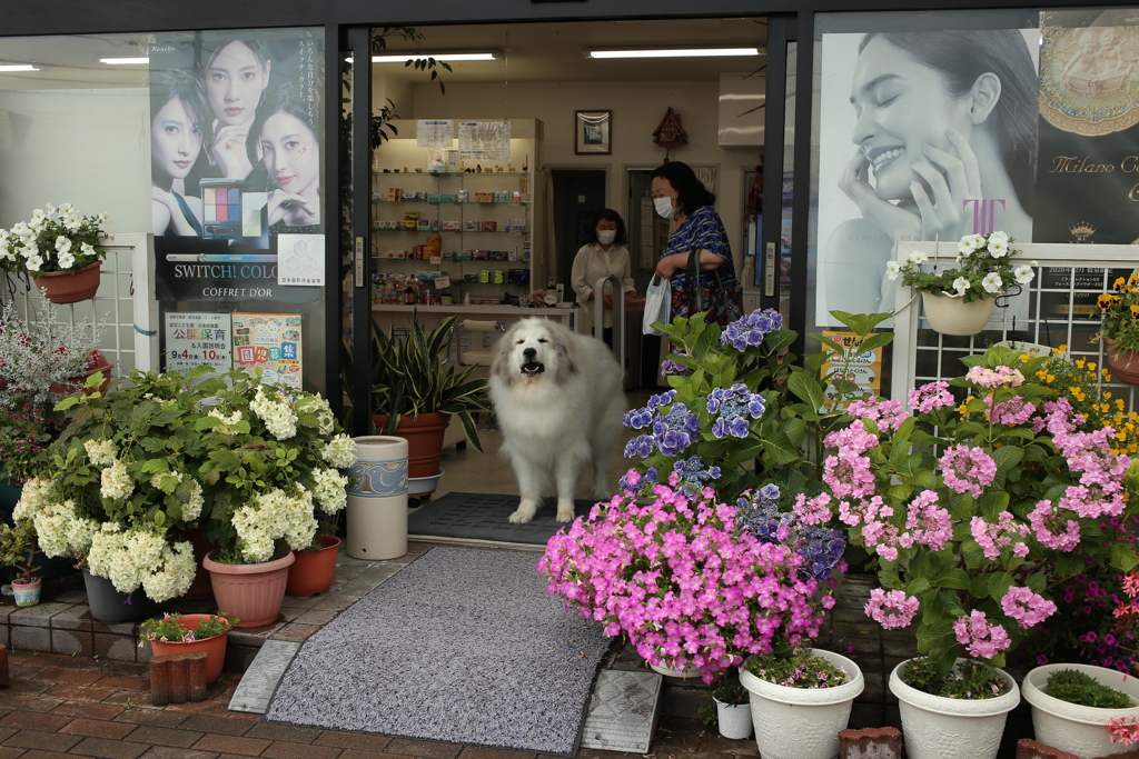 お店番してるココ様